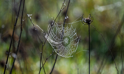 teia de aranha com orvalho