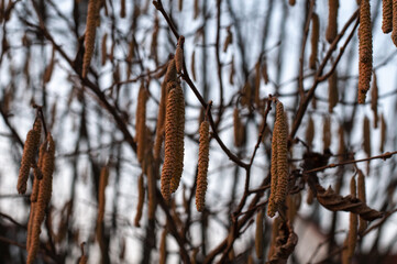 catkins of a hazel shrub in evening sunlight