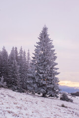 Snow-covered spruce on a sunrise background. Mountain landscape.