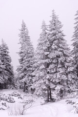 Trees covered with snow. Winter landscape.