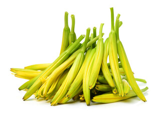 Daylily on white background
