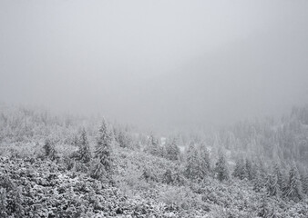 The mountain slope is overgrown with forest. Winter landscape.
