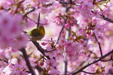 bird on a branch