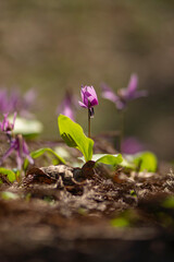 春の陽光を浴びるカタクリの花