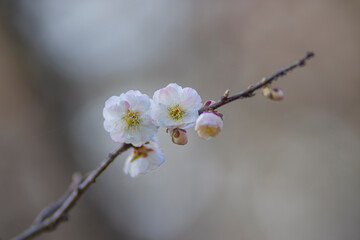 春を告げる白とピンク梅の花