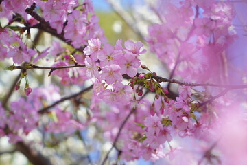 pink cherry blossom