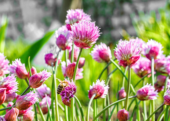 Purple flowers