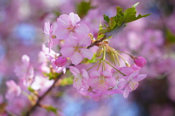 pink cherry blossom