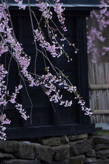 角館の黒塀と枝垂れ桜