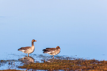 Greylag geese on a lakeshore