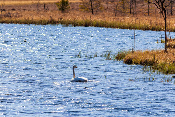 Swimming Whooper swan in a lake in the wilderness