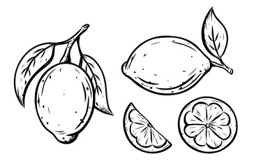 Lemon or lime icons set. Ink sketch of citrus. Single fruit with leaf, cut, slice. Black linear clipart, element for farm product packaging. Graphic isolated vector illustration, white background - 415972741