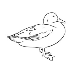 Hand drawn duck animal vector illustration. Sketch isolated on white background with pencil and label banner. duck, vector sketch on a white background