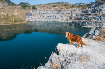 Golden Retriever by the lake in the mountains