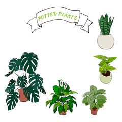 Set of indoor plants in pots for home and office. A large collection of cute houseplants in pots including cacti, aloe and other succulents. Vector collection of doodle plants.