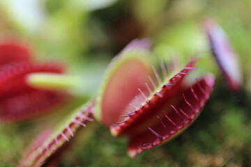 Obraz premium Venus flytrap (Dionaea muscipula) close-up on blurred background.Carnivorous plants.Indoor flowers. Venus flytrap leaves close-up