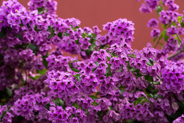 Obraz premium Beauty pink Bougainvillea flowers as a floral background