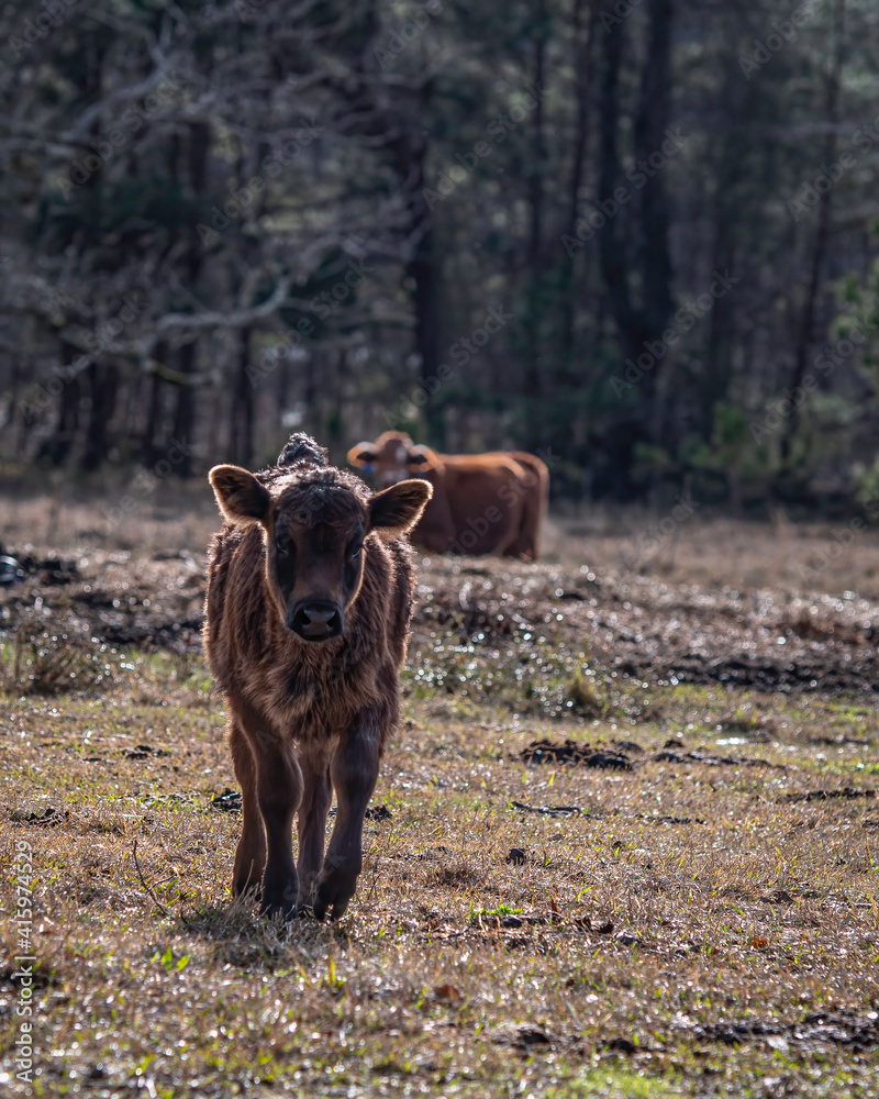 Wall mural cute young angus calf in portrait with negative space