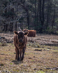 Cute young Angus calf in portrait with negative space