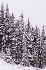 Trees covered with snow on a mountain slope.