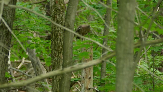 cooper's hawks bird sitting on a log taking flight. sharp shinned hawk takes off to search for its prey