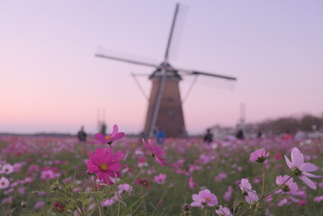 日本の秋 絶景 コスモス畑 風車 千葉県 佐倉市 絶景 お花 佐倉ふるさと広場