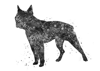 Boston terrier Dog black and white watercolor, abstract painting. Watercolor illustration rainbow, colorful, decoration wall art.