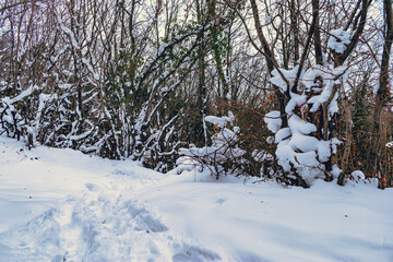 A trail in the winter forest with footprints in the snow. White snow on the branches of trees.