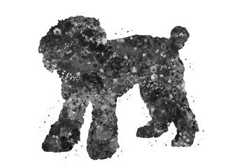 Toy Poodle Dog black and white watercolor, abstract painting. Watercolor illustration rainbow, colorful, decoration wall art.