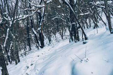 A trail with footprints in the snow in the winter forest. White snow on the branches of trees.