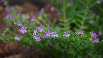 small little flower bunch