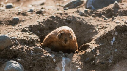 prairie dog 