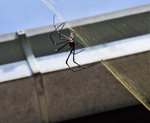 scary looking spider