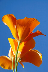 orange California poppy (Eschscholzia californica) with blue sky background