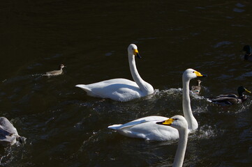 Obraz premium 厳しい寒さを避けて越冬で飛来地へと渡ってきた、美しい白い羽毛のオオハクチョウ