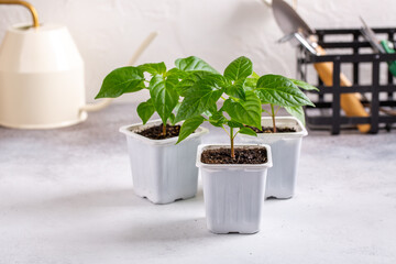 Young plants of pepper in pots. Spring seedlings. Gardening concept, springtime.