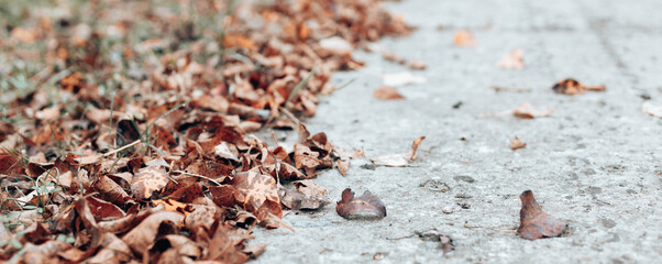 Close up of pile of yellow and red old fallen leaves near the park alley.