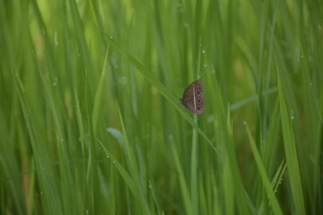 butterfly amongst the green