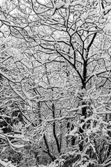 Trees covered by snow in winter, making beautiful and abstract textures