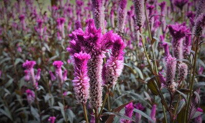 Obraz premium purple meadow