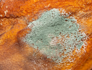 moldy lemon macro photo. food background. 