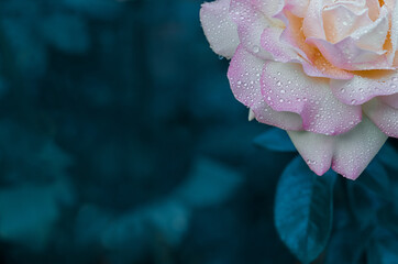 rose petals with raindrops on a blurry blue background