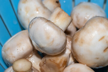 mushrooms in a basket