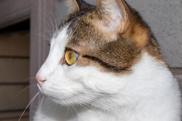 close up portrait of a cat