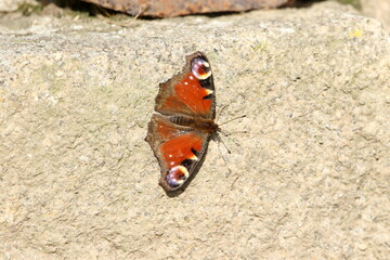 Common peacock butterfly.