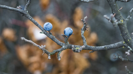Blue berries of blackthorn on a bush in the autumn.