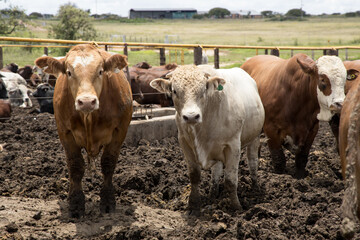 Feedlot Cattle 28