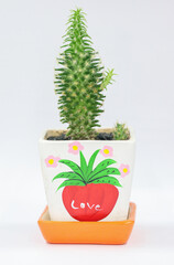 Cactus in a ceramic pot on a white background