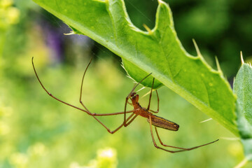 Spider crawling on a green leaf. Close-up. Macro photography.