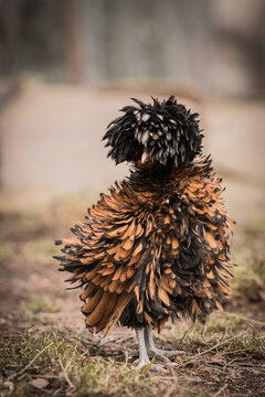 gestrupptes Paduaner Huhn